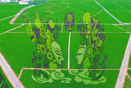 山里各庄稻田画即将迎来最佳观赏期1.jpg