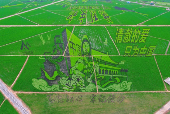 山里各庄稻田画即将迎来最佳观赏期3.jpg