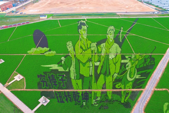 山里各庄稻田画即将迎来最佳观赏期7.jpg