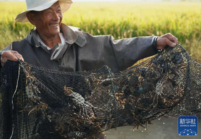 新华社聚焦丨唐山：稻蟹共作 蟹肥稻香2.jpg