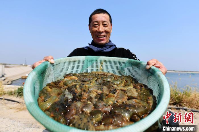 沿海养殖大县乐亭：逾六万亩海参收获忙3.jpeg