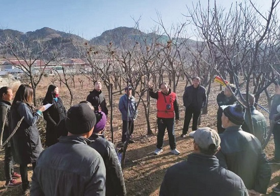 板栗.jpg