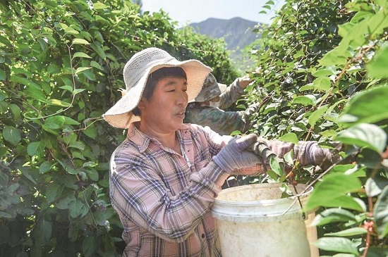 乡村振兴的强力引擎2.jpg