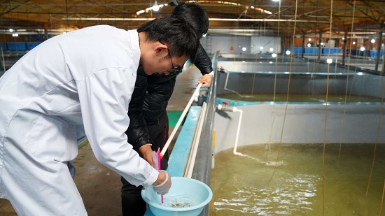 河北曹妃甸：80后小伙当起“鱼爸”2.jpg