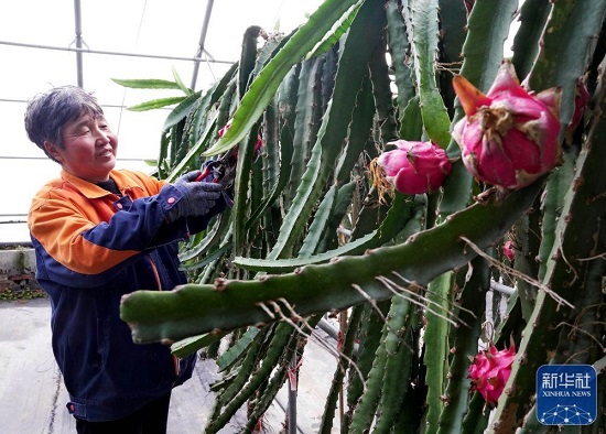 河北滦州：发展特色农业助力乡村振兴2.jpg