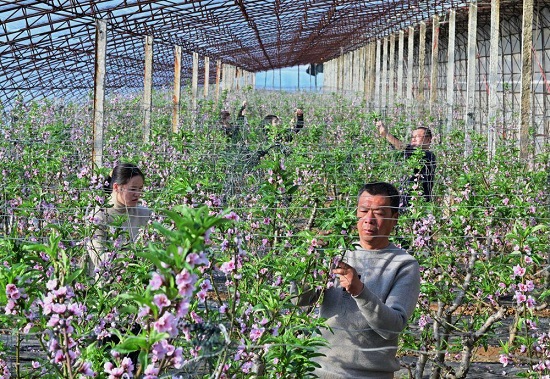河北乐亭：冬季里来桃花开2.jpg