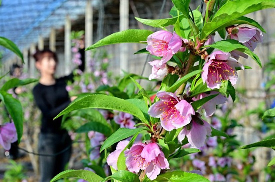 河北乐亭：冬季里来桃花开3.jpg