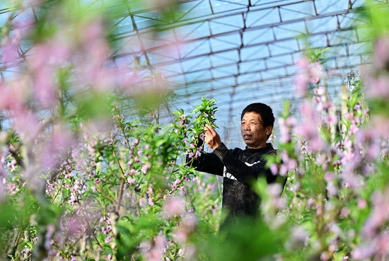 河北乐亭：冬季里来桃花开4.jpg