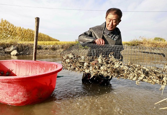 河北唐山：盐碱地上金穗弯腰谷飘香3.jpg