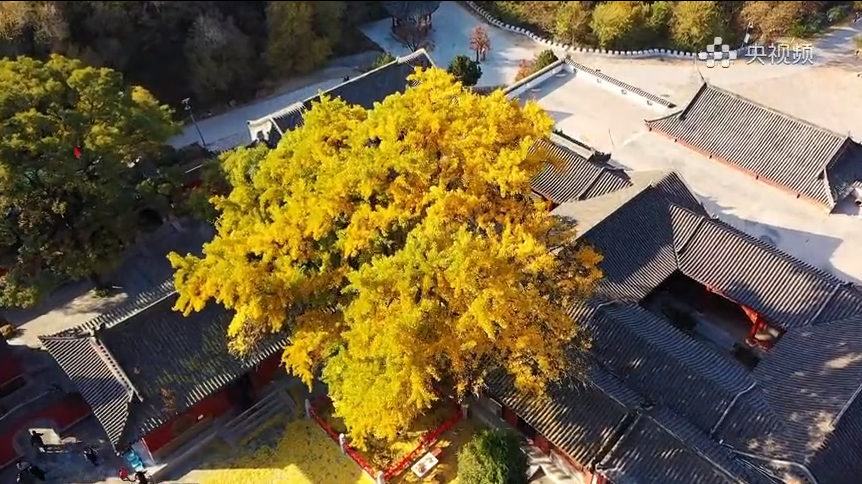 唐山滦州：满山皆秋色 千古银杏正洗妆