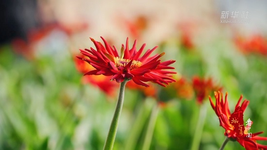 河北古冶：花开致富路 芬芳产业兴2.jpg