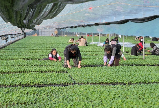 河北滦州：冬日大棚农事忙7.jpg