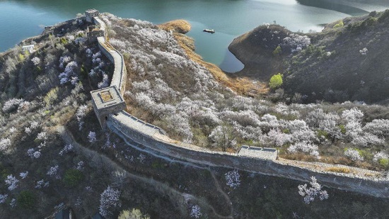 河北迁西：春花春水映长城2.jpg