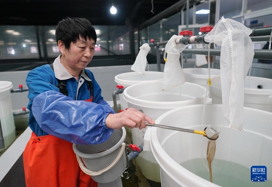 河北曹妃甸：中国对虾虾苗繁育忙3.jpg
