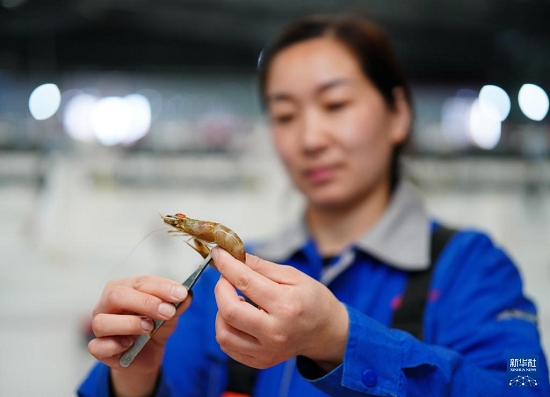 河北曹妃甸：中国对虾虾苗繁育忙5.jpg