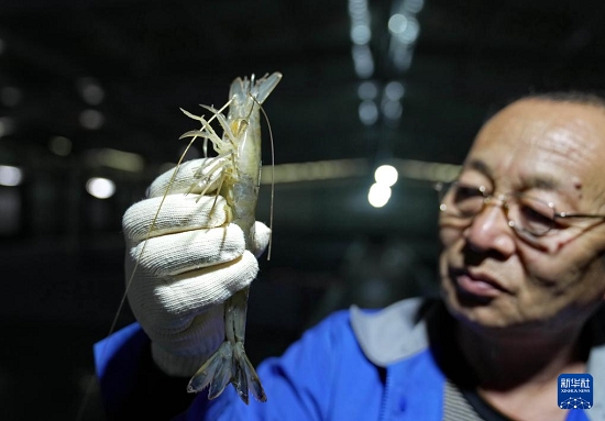 河北曹妃甸：中国对虾虾苗繁育忙7.jpg