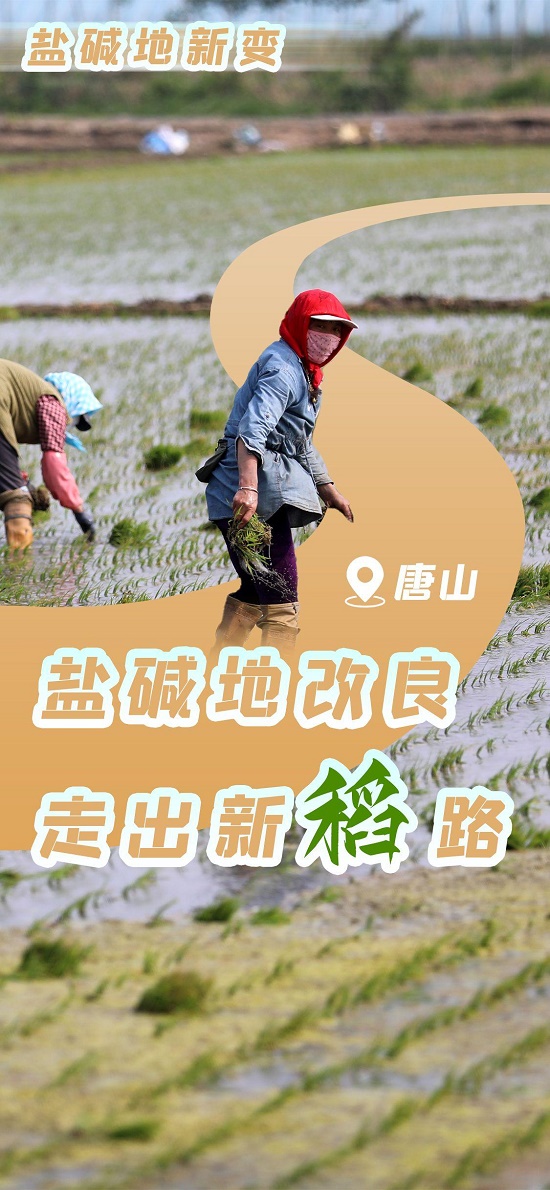 唐山：盐碱地改良走出新“稻”路1.jpg