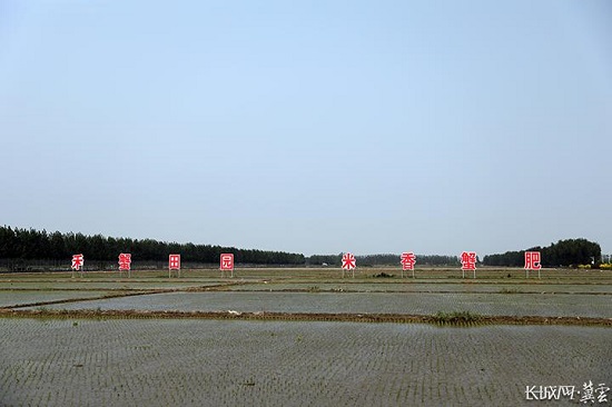 唐山：盐碱地改良走出新“稻”路3.jpg