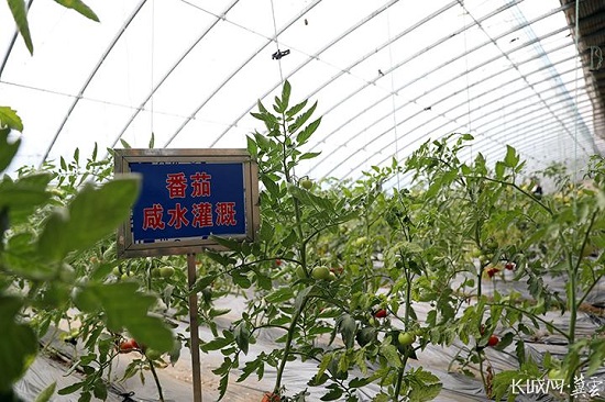 唐山：盐碱地改良走出新“稻”路4.jpg