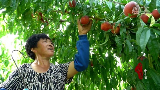 滦州：鲜桃采摘忙 富民产业旺2.jpg