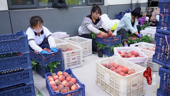 滦州：鲜桃采摘忙 富民产业旺3.jpg