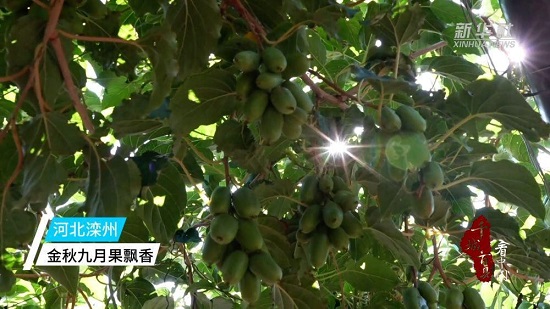 滦州：金秋九月果飘香1.jpg