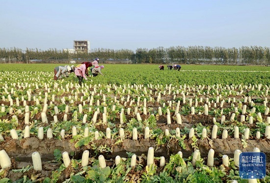 河北丰南：订单蔬菜种植助农增收2.jpg