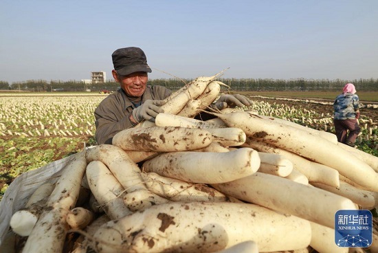 河北丰南：订单蔬菜种植助农增收6.jpg