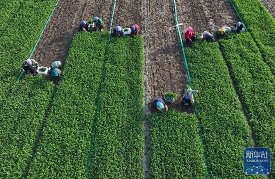 河北丰南：订单蔬菜种植助农增收9.jpg