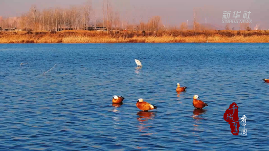 滦州：河清水蓝飞鸟舞1.png