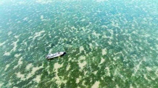 《光明日报》报道唐山丨在渤海湾种出一片“海底草原”2.jpg