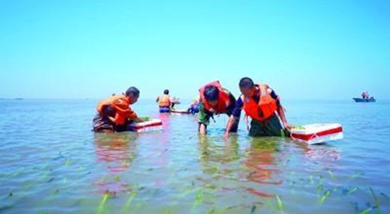 《光明日报》报道唐山丨在渤海湾种出一片“海底草原”3.jpg